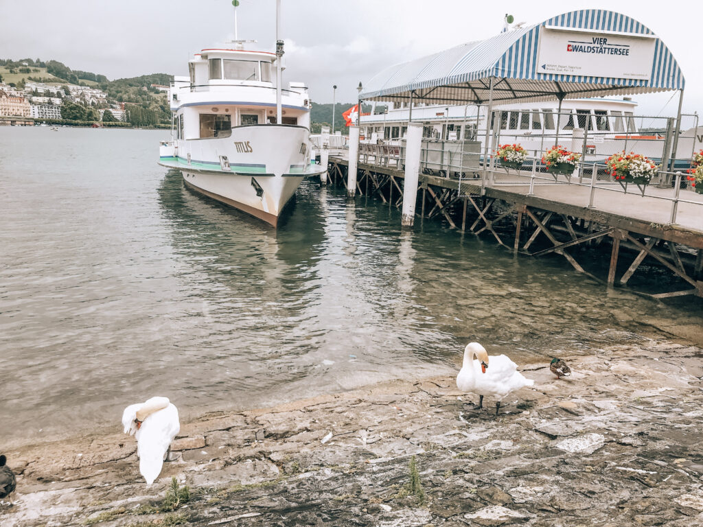 Some swans and a duck happily perch on some rocks at Lake Lucerne.