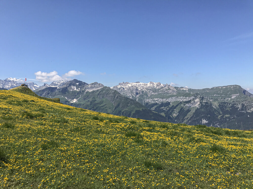 Yellow wildflowers color the lush green mountainside of The Royal Walk, Switzerland.