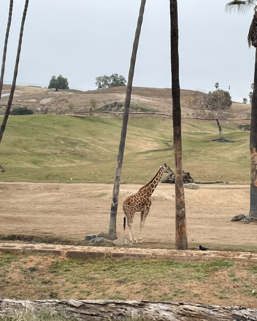 Giraffe at San Diego Safari Park.